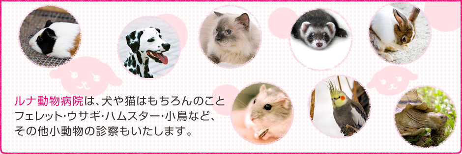 ルナ動物病院は、犬や猫はもちろんのことフェレット・ウサギ・ハムスター・小鳥など、その他小動物の診察もいたします。